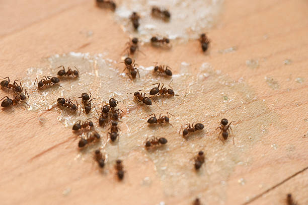 Best Local Pest Control Services  in Bloomfield, IN